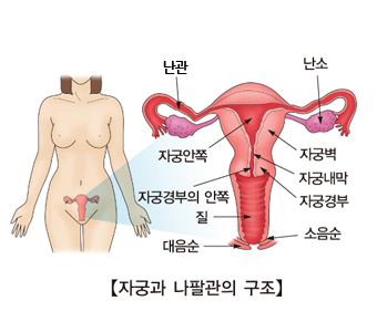 자궁과 나팔관의 구조